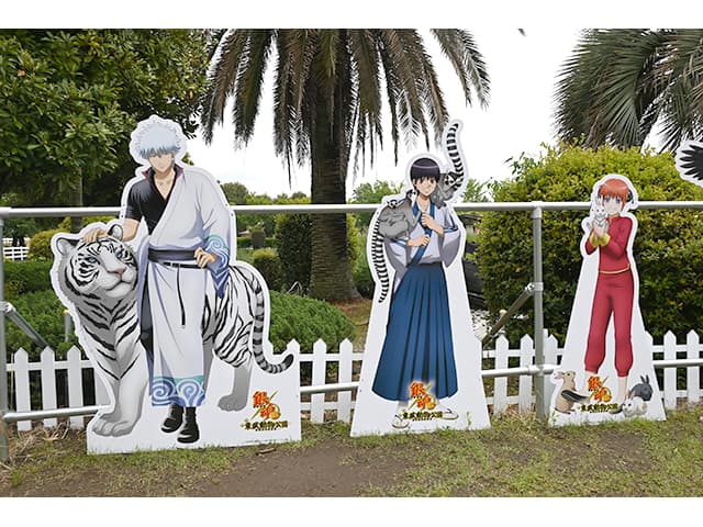 レポート】TVアニメ『銀魂』×東武動物公園 コラボイベント開催中