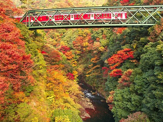 2025 Japan Autumn Foliage Guide】More Than Just Walking! 5