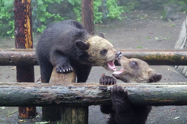 じゃれ合う子グマ、いや～！ぬいぐるみみたい♪
