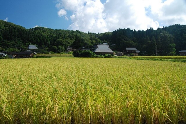 Japanese Rice as Food and Tradition