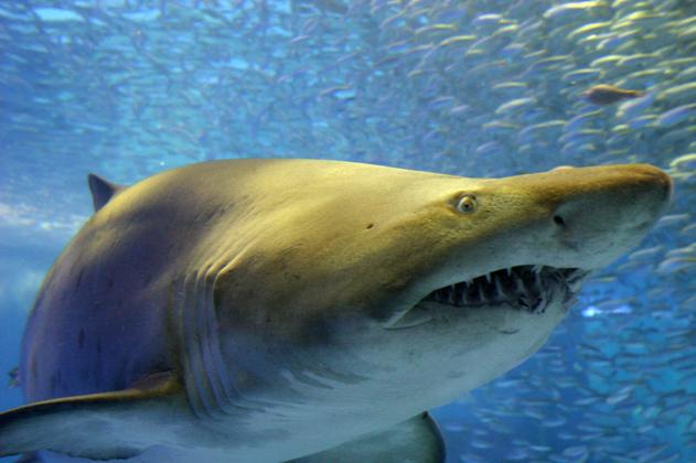 ヘンな生き物の宝庫！深海の未知なる領域「東京海底谷」に迫る！ | NAVITIME Travel