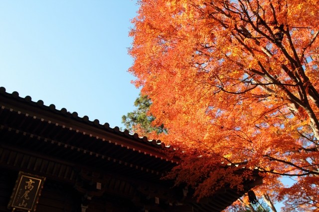 至高の秋旅、高尾山には魅力がいっぱい！話題の温泉もオープン！
