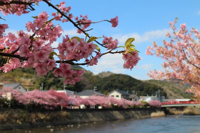 どこよりも早く春を満喫するならココ！静岡「河津桜まつり」と「雛のつるし飾りまつり」