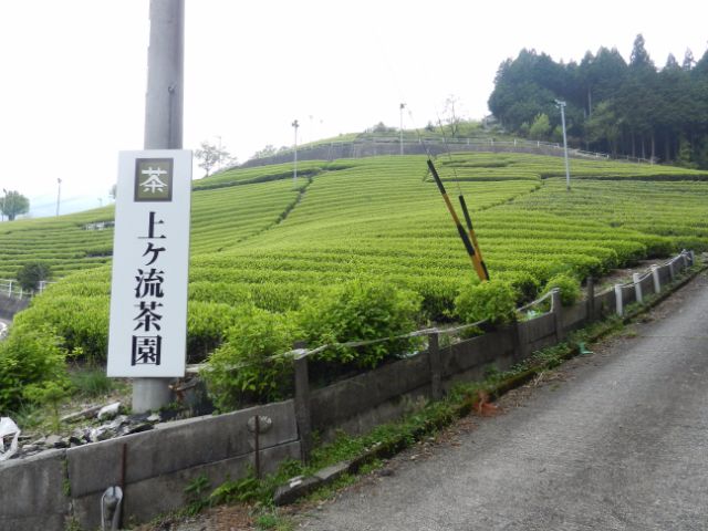 斜面に広がる茶畑