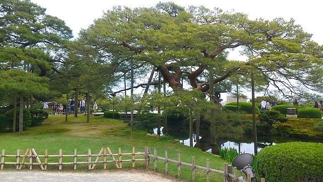 立派な枝振りの松