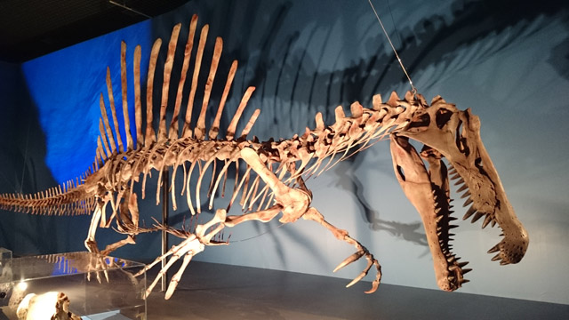 日本初公開全身復元骨格「スピノサウルス」