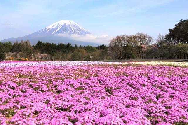 GWはちょうど見頃！「2016富士芝桜まつり」で絶景とご当地グルメを楽しもう！