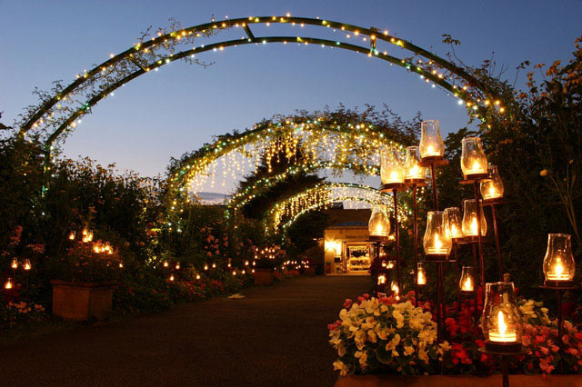 「ガーデンミュージアム比叡」が彩る秋のイベント～コスモス、薔薇、キャンドル～