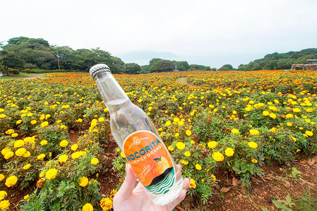 【福岡・1Day女子旅】フェリーで10分別世界♪花溢れる楽園「能古島」ってどんなとこ！？