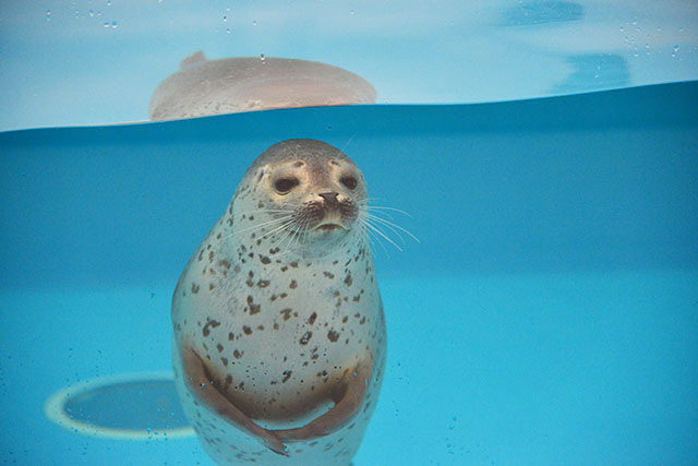 クラゲ展示種数世界一！山形県唯一の水族館は、幻想的な世界に連れて