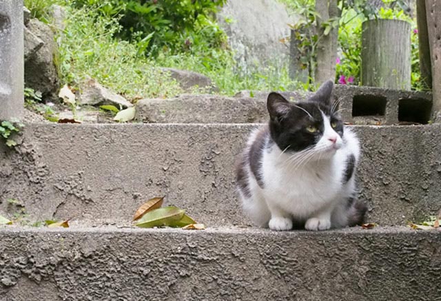 広島・尾道の観光ルートプラン　猫に出会えるお散歩コース紹介　ロープウェイ情報