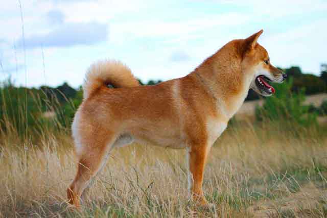 A breed native to Japan, the Akita has long been a popular breed amongst Japanese dog owners.
Wesl90, CC BY-SA 3.0, via Wikimedia Commons