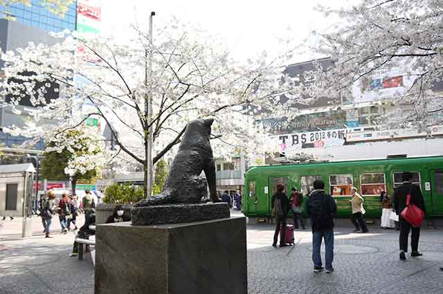 The Hachiko Memorial Statue located outside Shibuya Station is popular with both tourists and locals alike.
© Tokyo Convention＆Visitors Bureau