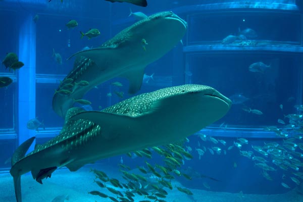 世界最大級の水族館「海遊館」へのアクセスまとめ