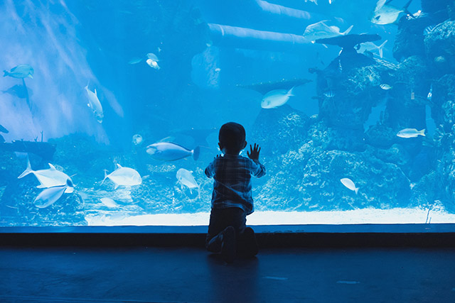 【夏休み・2020】営業再開！関東の水族館5選│入場制限で“NO密”対策