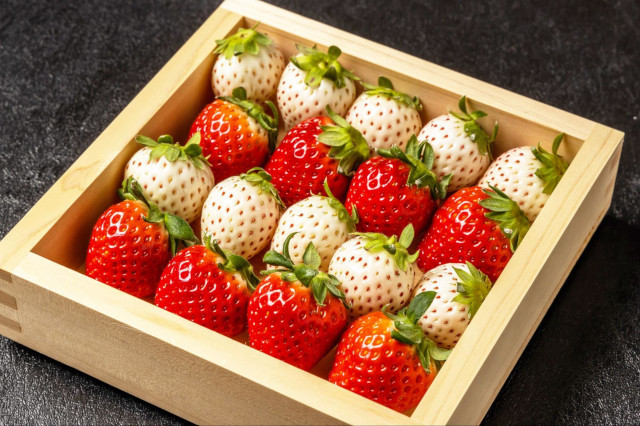 [Japan Travel] Enjoy the Full Experience of Japanese Spring! A Complete Guide for First-Time Fruit Picking