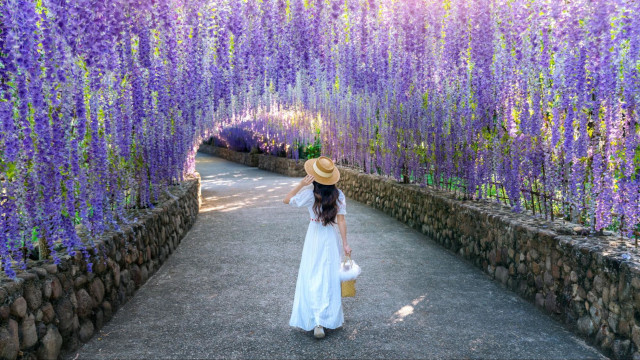 Spring in Japan: Spectacular Flowers to See Beyond Cherry Blossoms
