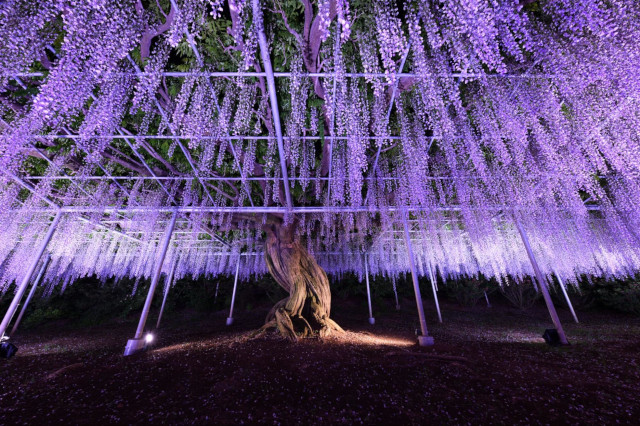 Spring in Japan: Spectacular Flowers to See Beyond Cherry Blossoms