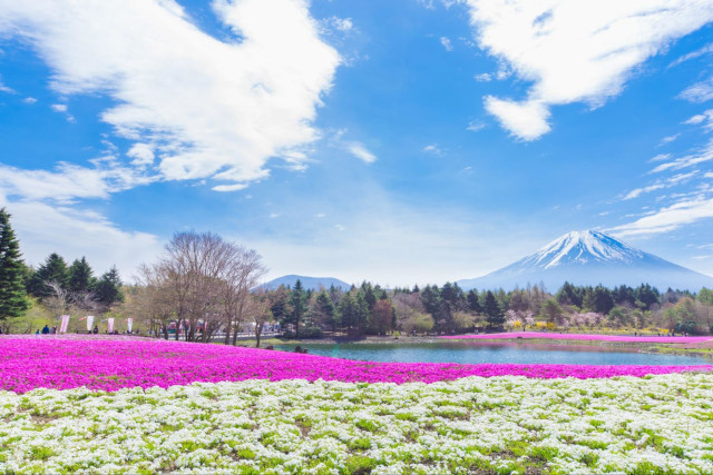Spring in Japan: Spectacular Flowers to See Beyond Cherry Blossoms