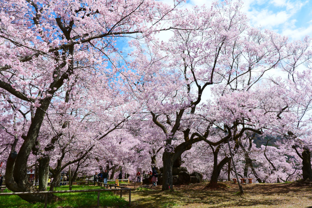 A 2-day, 1-night model course to visit the cherry blossoms at