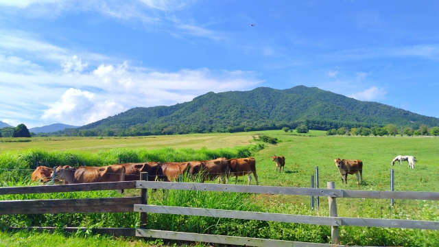 Okayama Travel Guide: Stunning Scenic Spots and Cultural Experiences to Enjoy a Cool Summer