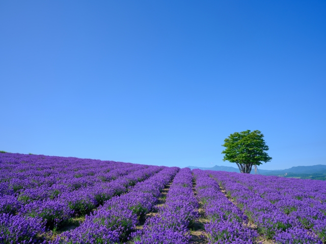 [Hokkaido] If you want to tour Furano and Biei in one day, a private car is realistic &mdash; How to choose between the 9-hour and 11-hour plans