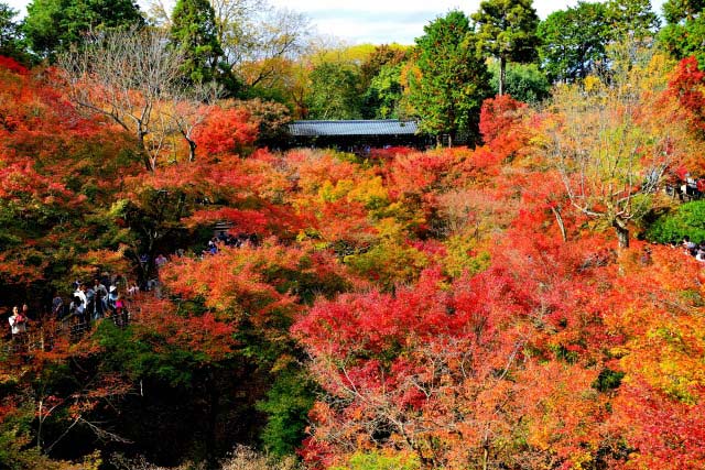 紅葉が舞う日本最古の渓谷美を堪能「東福寺」（所要時間50分ほど）