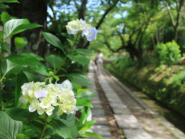 【京都】銀閣寺周辺・哲学の道を歩くなら！ここだけは寄りたいおすすめスポット22選
