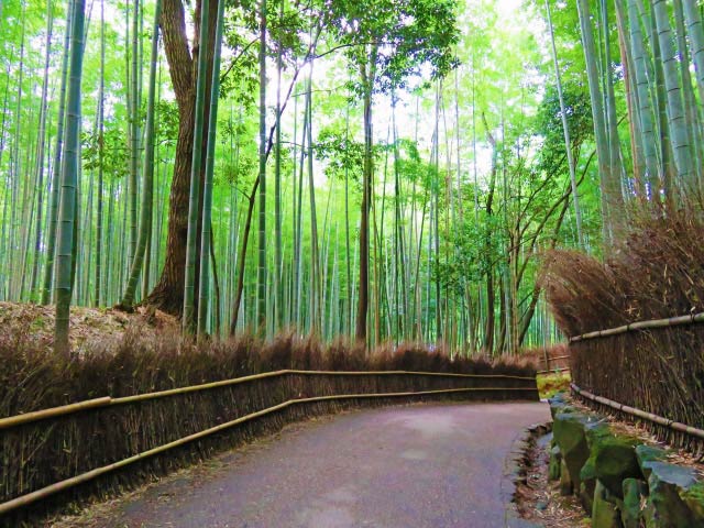 【嵯峨・嵐山】散策のコツ！「らんぶらレンタサイクル」を利用して嵐山を200％楽しもう♪