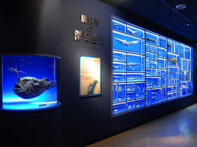 東海大学海洋科学博物館・自然史博物館