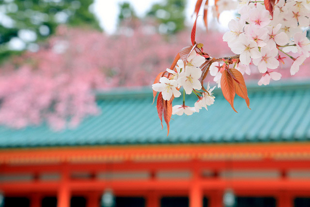 【絶景】京都の世界遺産で愛でる桜