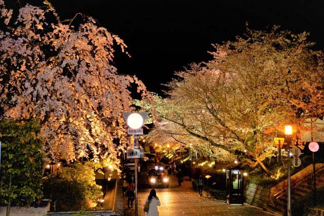 高台寺周辺の夜桜