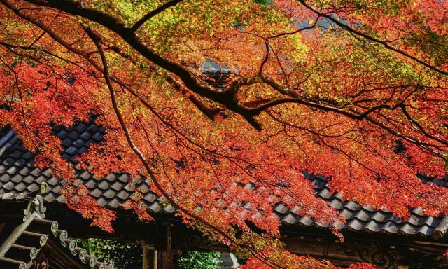 長谷寺と紅葉のコントラスト