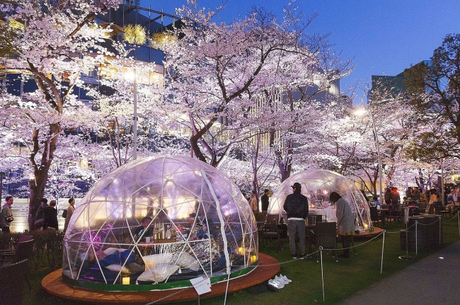 『2019年・春』東京都の桜＆お花見イベント 定番～穴場まで10選
