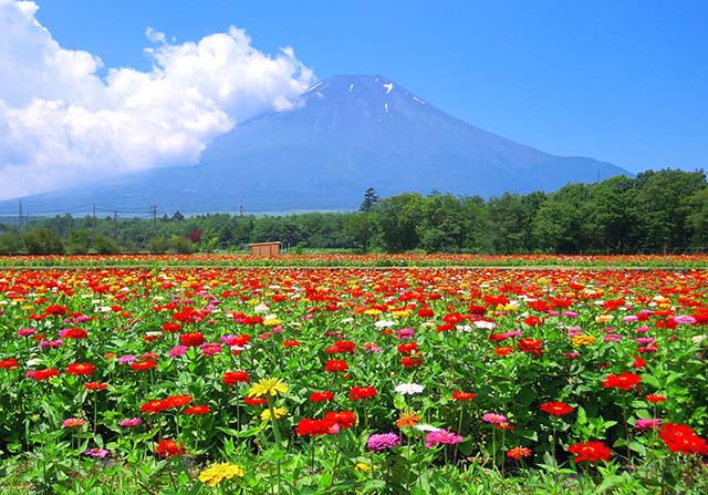7月中旬～10月中旬の山中湖「花の都公園」は百日草が咲きます。