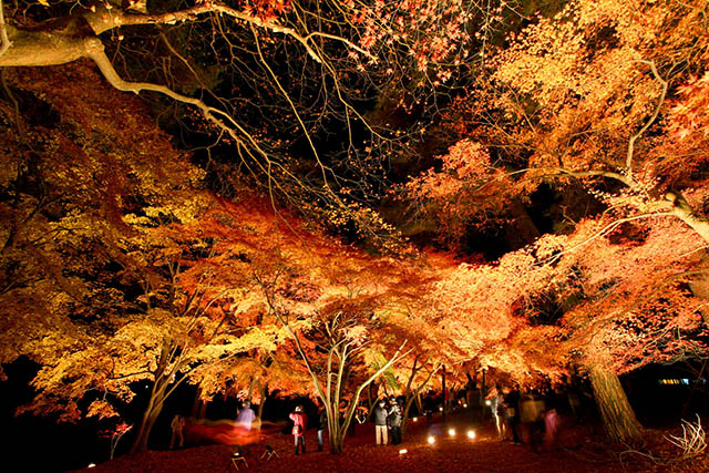 もみじの見ごろ11月になると華やかにライトアップされます。