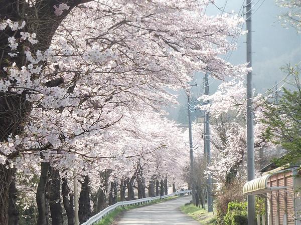 長瀞駅周辺で見ることのできる見事な桜並木。
