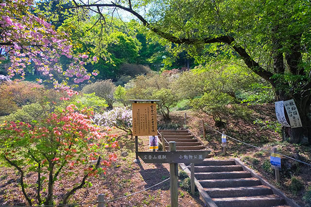 「宝登山神社奥宮」への階段