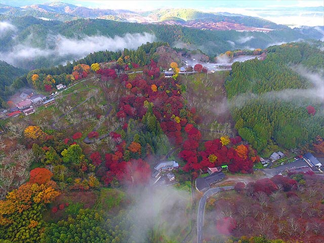 桜・新緑・紅葉・雪景色と四季の絶景を楽しめる「吉野」エリア。