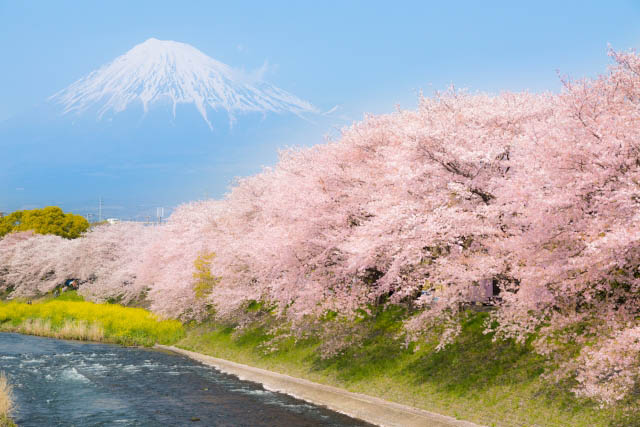 富士山　春の風景