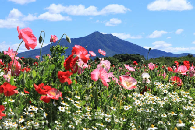 筑波山　春の風景