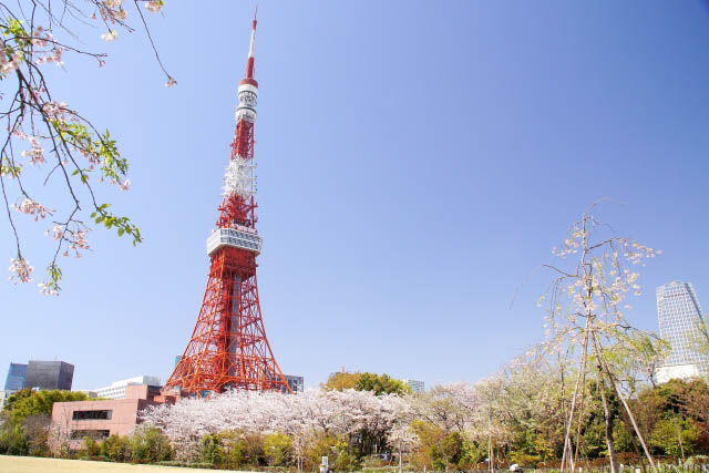芝公園　桜と東京タワー