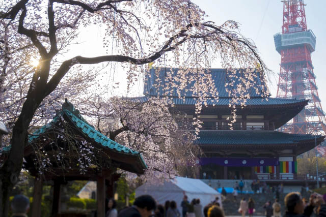 芝公園　すぐ近くにある増上寺のしだれ桜