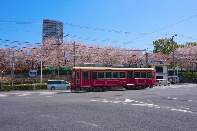 飛鳥山公園　公園前の桜と都電荒川線（東京さくらトラム）