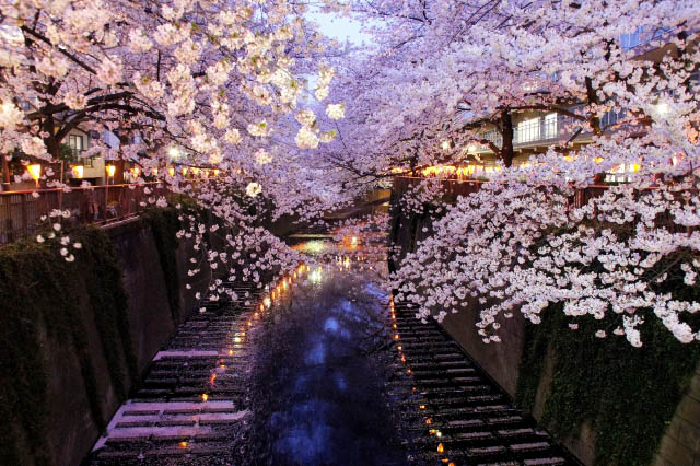 目黒川の桜並木　夜桜