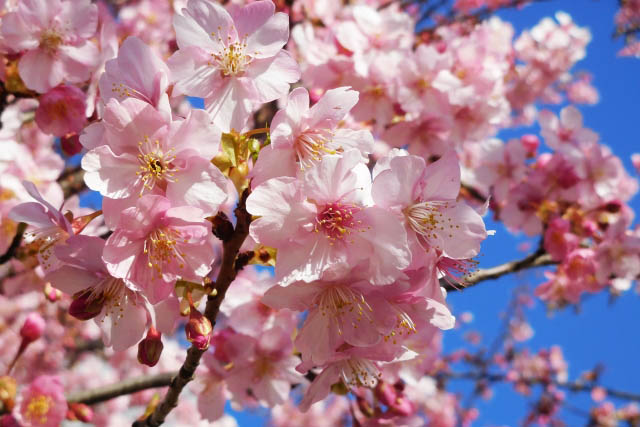 代々木公園　早咲きのカワヅザクラ