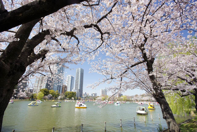 上野公園　桜とスワンボート