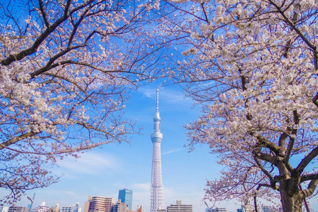 隅田公園　桜と東京スカイツリーの迫力のコラボ