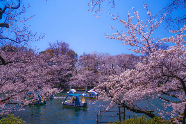 井の頭公園　桜とスワンボート