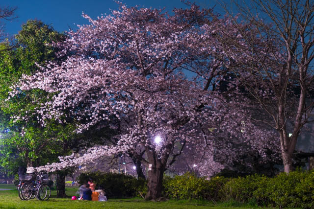 井の頭公園　夜桜と花見客
